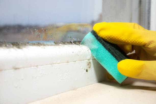 Best Local Mold Removal Service  in University Park, IL